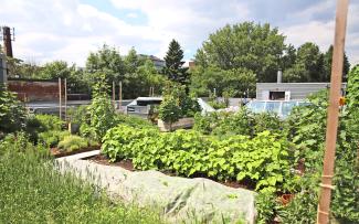 Everything is grown organically, self-harvested and used straight from the garden by the restaurant kitchen. Special herbs and spices are used for the seasonal craft beers. © Avling Vegetable garden